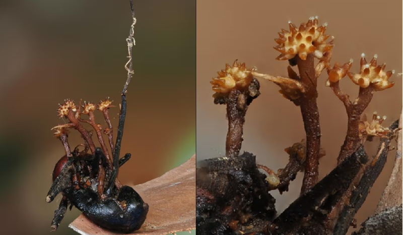 Novo parasita se alimenta de fungos que transformam formigas em zumbis