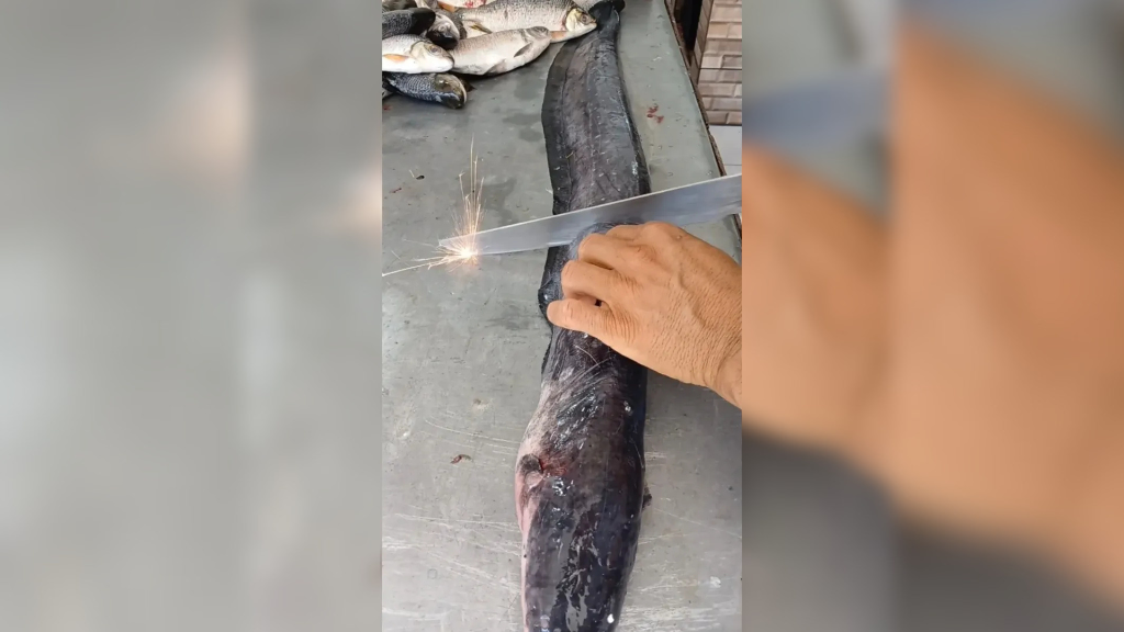 Vídeo impressionante revela a anatomia elétrica do Poraquê em Manaus