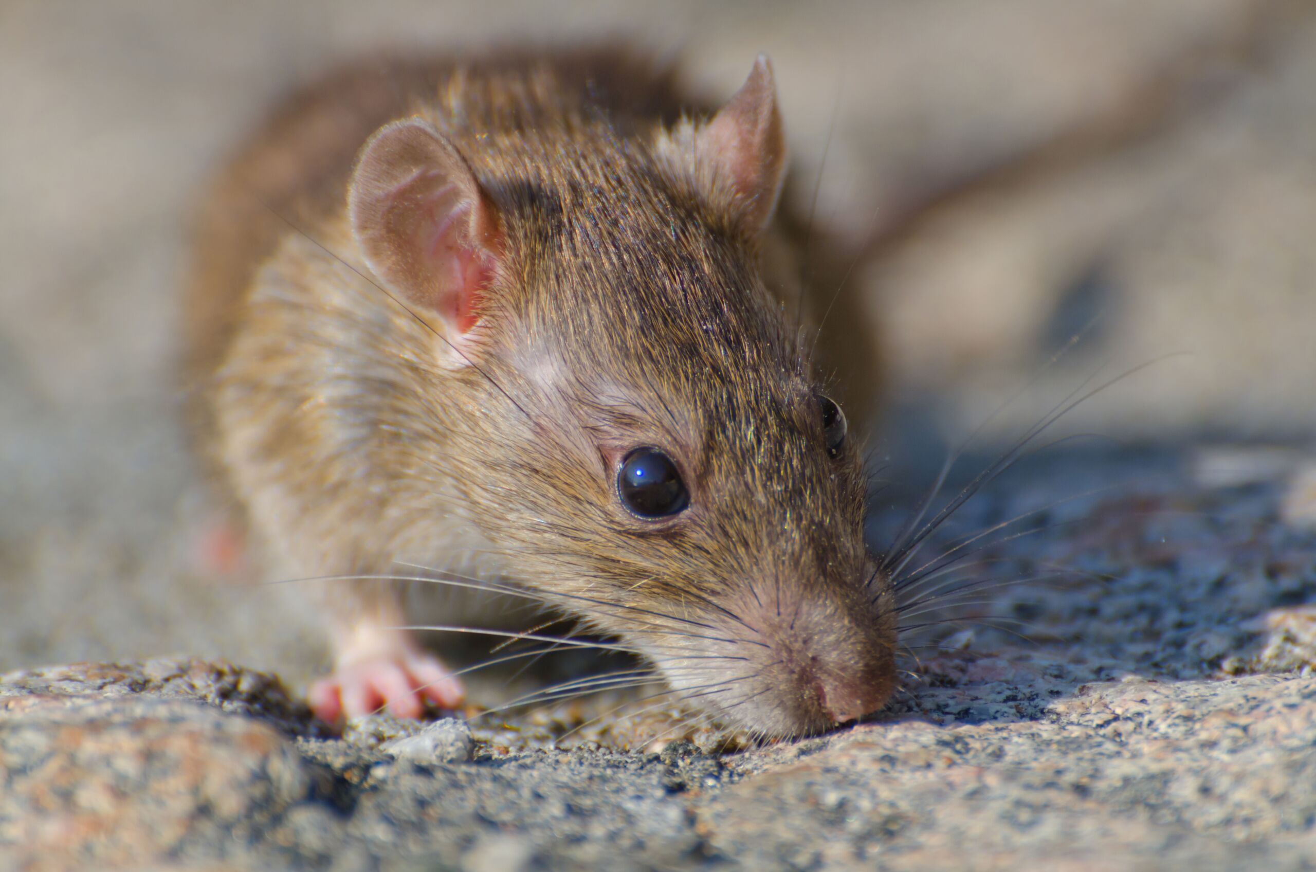 Ratos estão se adaptando e resistindo a venenos, revela estudo