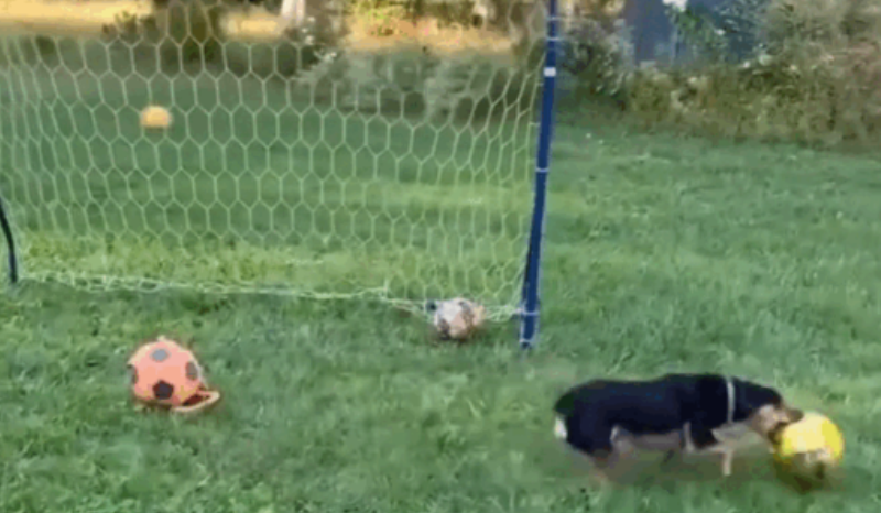 Ronaldo, o cão goleiro que conquistou a internet com suas defesas