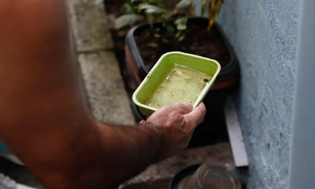 El Niño pode intensificar casos de Chikungunya e Dengue no Brasil
