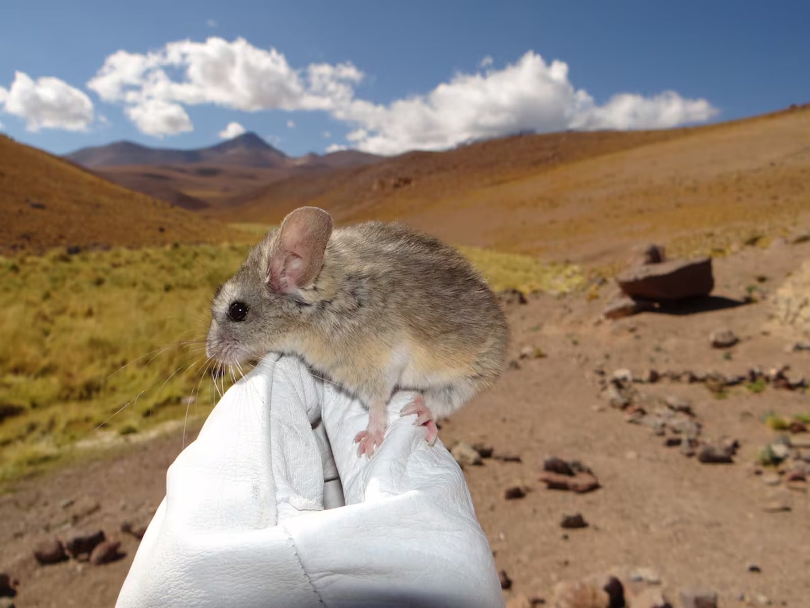 Descoberta sobre roedor revela segredos da sobrevivência em altitudes extremas