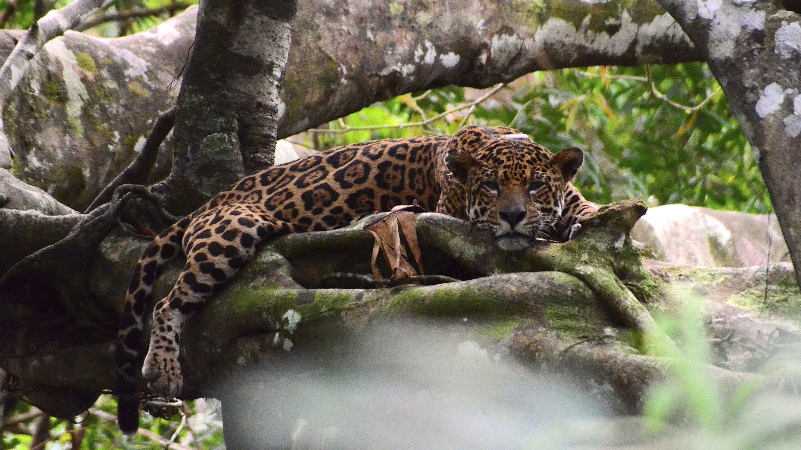 Estudo revela queda preocupante na população de onças-pintadas na Amazônia