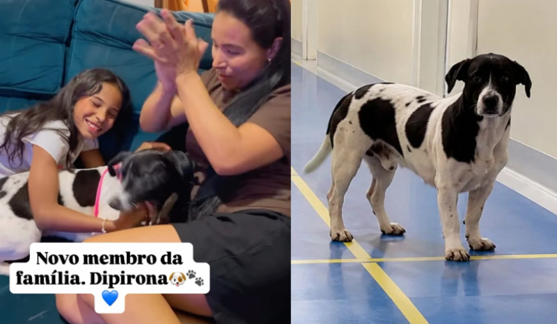 Cachorro Dipirona ganha novo lar após esperar tutor que faleceu em UPA