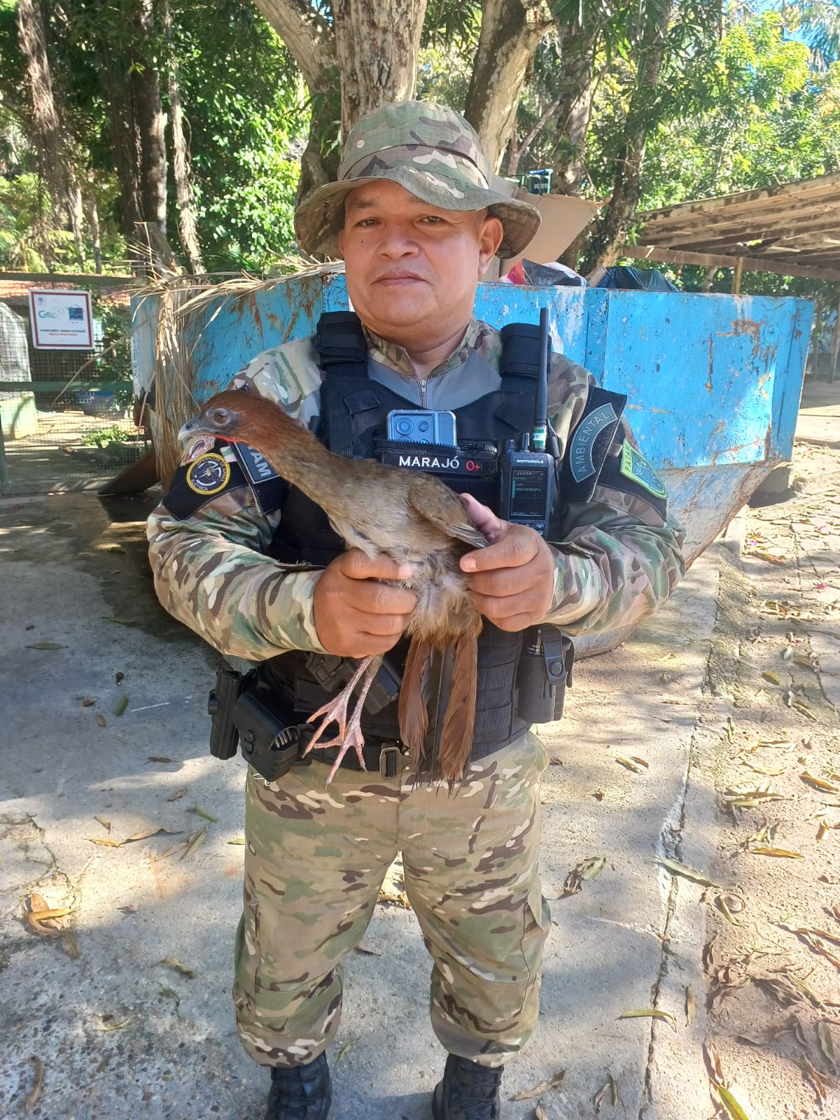 Patam resgata ave e iguana em residências de Manaus