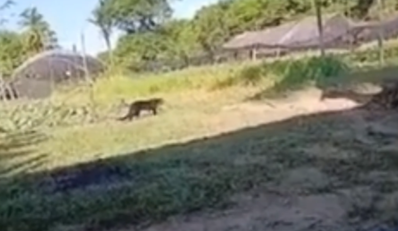 Associação alerta sobre felino silvestre próximo ao condomínio em Iranduba