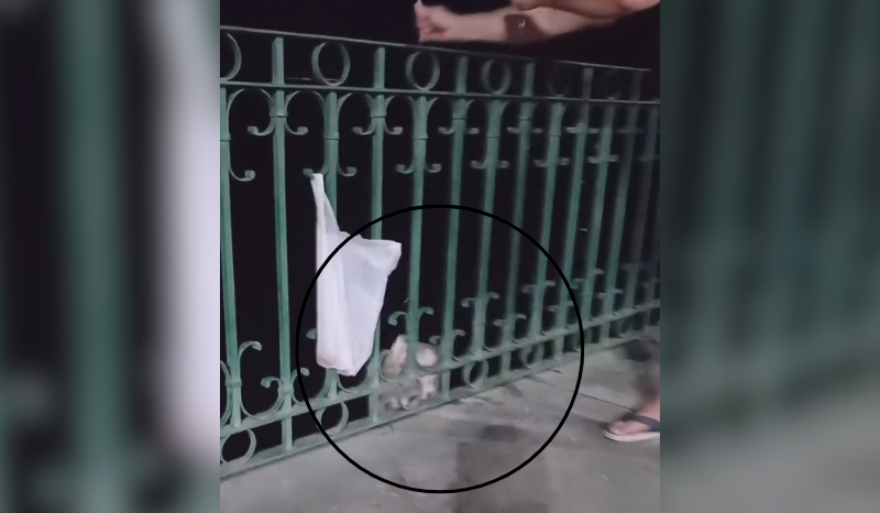 Homem captura arraia durante pescaria na Orla de São Raimundo em Manaus