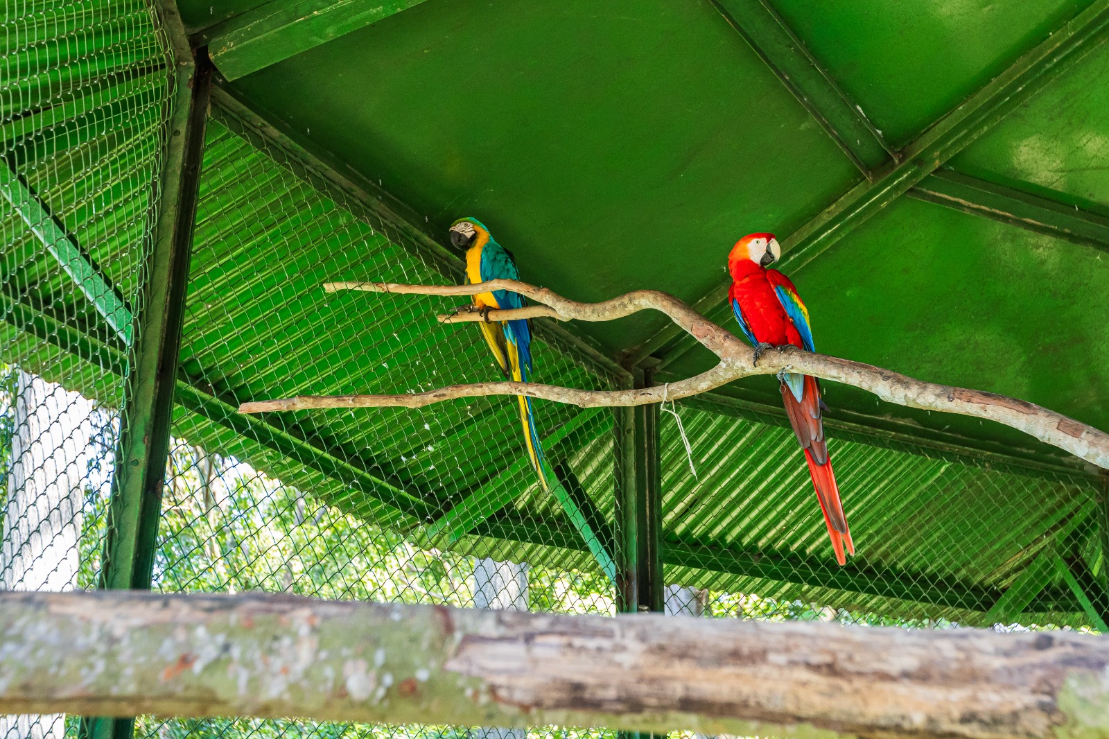 Iniciativa em Manaus devolve aves silvestres à natureza após reabilitação