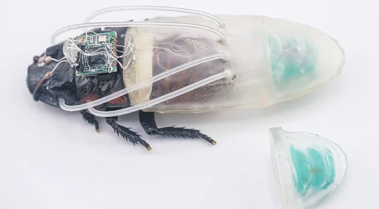 Cientistas criam traje de mergulho para baratas ciborgues em busca de sobreviventes