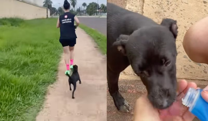 Cachorrinha acompanha casal por 7 km e encontra um novo lar feliz