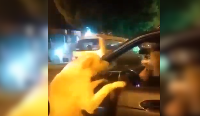 Vídeo de labrador abandonado correndo atrás de carro gera revolta nas redes