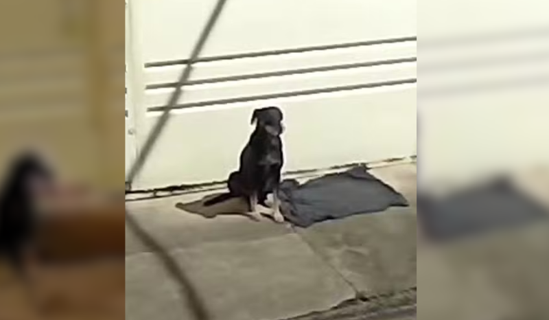 Cachorro abandonado após mudança é adotado após 4 dias em Araraquara