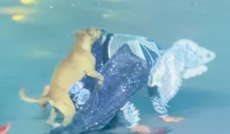 Cachorro caramelo rouba a cena em apresentação no Festival Folclórico do Amazonas