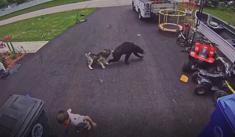 Cadela heroína afugenta urso e protege criança em Connecticut