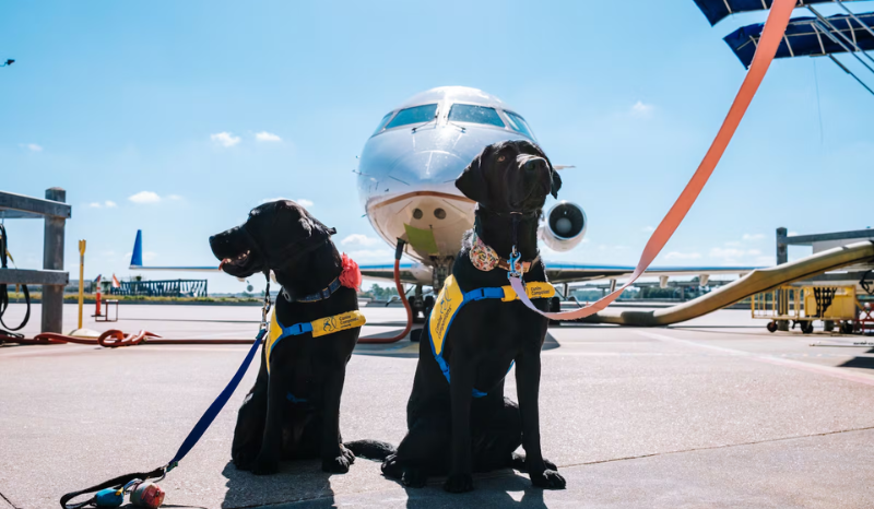 Ita Airways permite que cães de até 30 quilos viagem na cabine