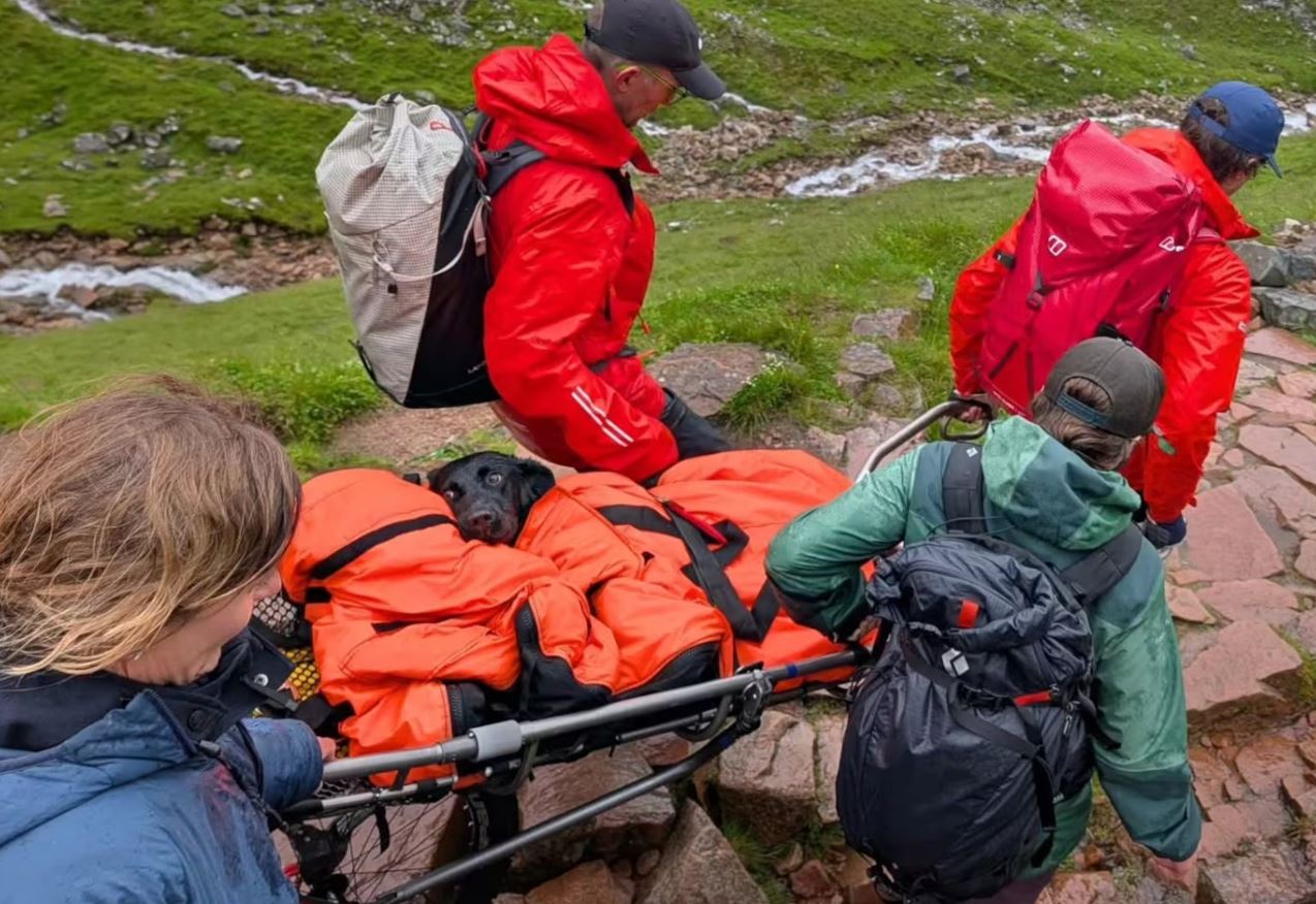 Labrador é resgatado da Ben Nevis após ingestão de maconha