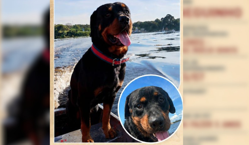 Família de Manaus oferece R$ 2 mil por Rottweiler desaparecido