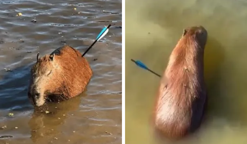 Indignação com morte de capivara atingida por flecha em São Paulo