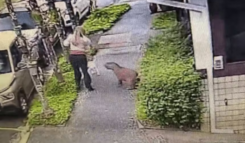 Capivara surpreende cachorro durante passeio em Campinas