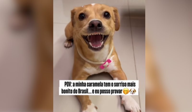 Cachorrinha Caramela viraliza nas redes sociais com sorriso
