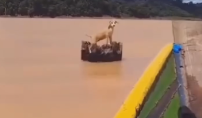 Filhote de cachorro caramelo é resgatado ilhado em tronco no Suriname