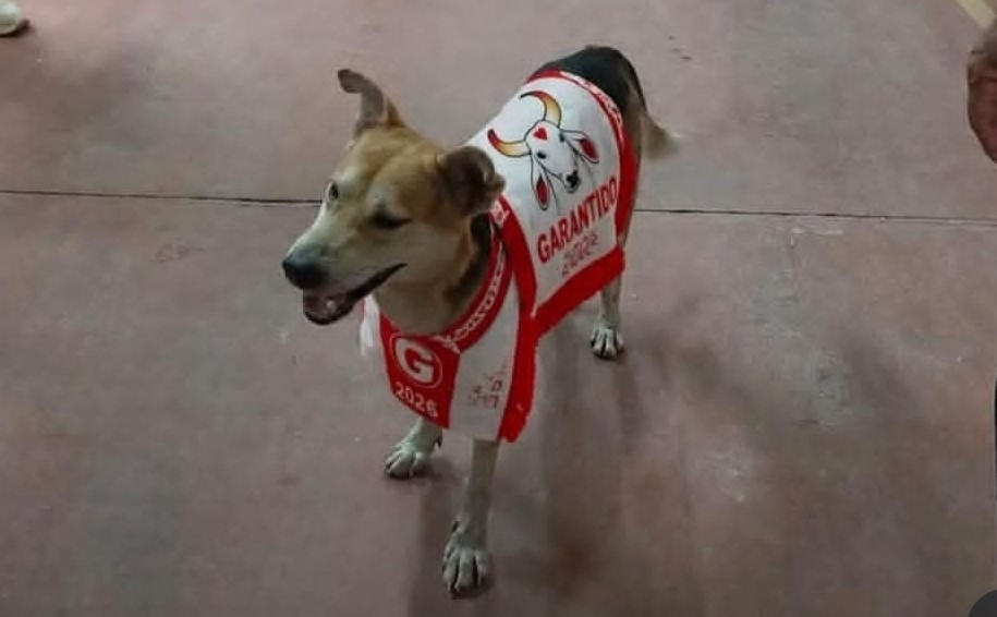 Cachorro caramelo que invadiu arena do Festival de Parintins recebe nome em homenagem ao Garantido