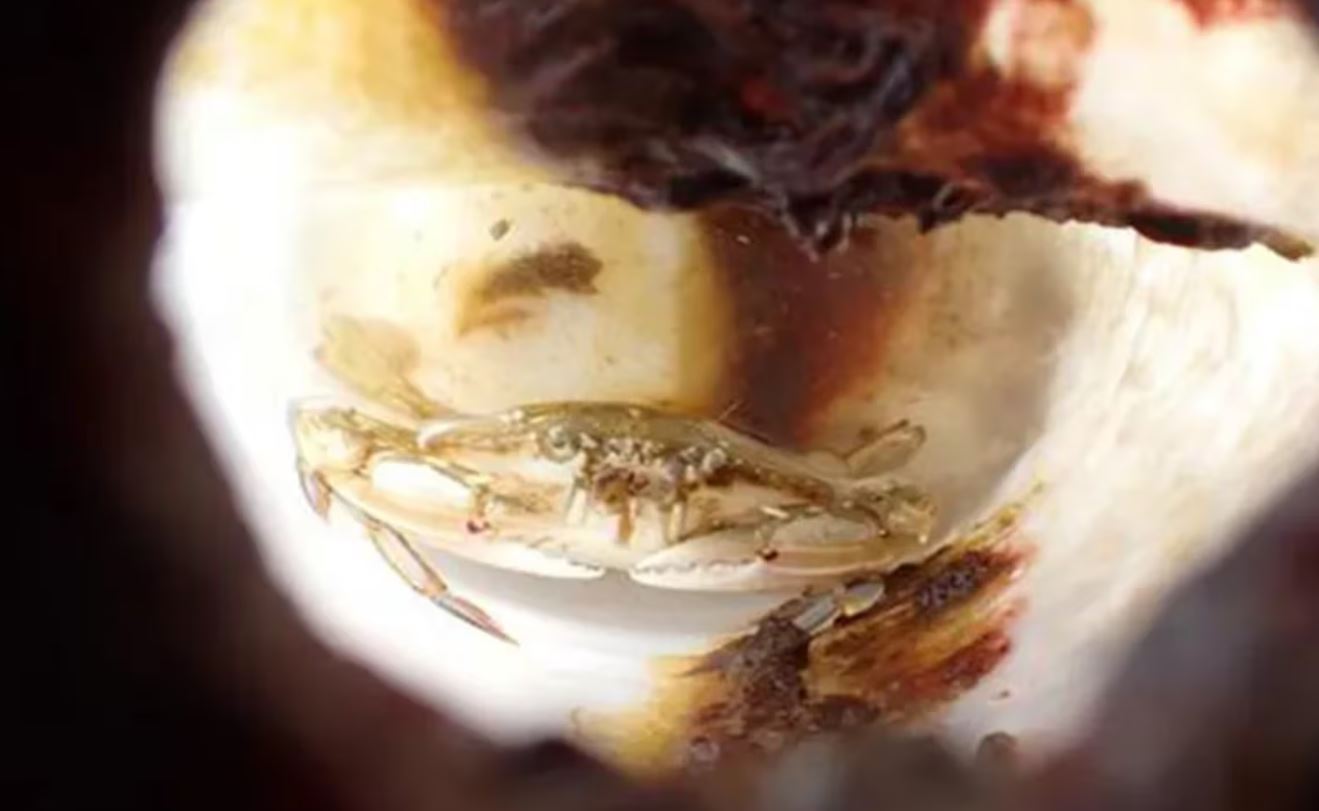 Caranguejo vivo é encontrado dentro de garrafa durante expedição no Japão