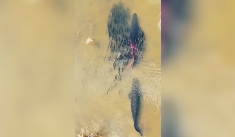 Casal de pirarucus é flagrado protegendo filhotes em Mato Grosso