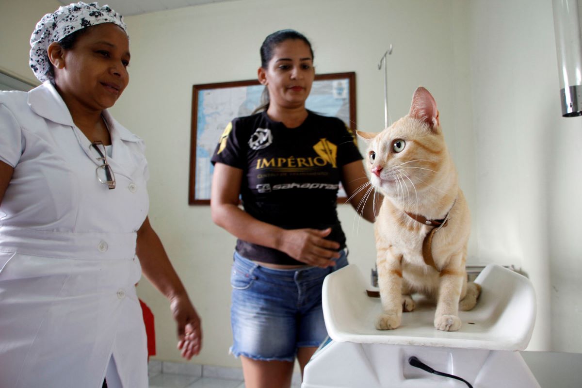Agendamento para Castração de Animais em Manaus Começa na Quarta-Feira