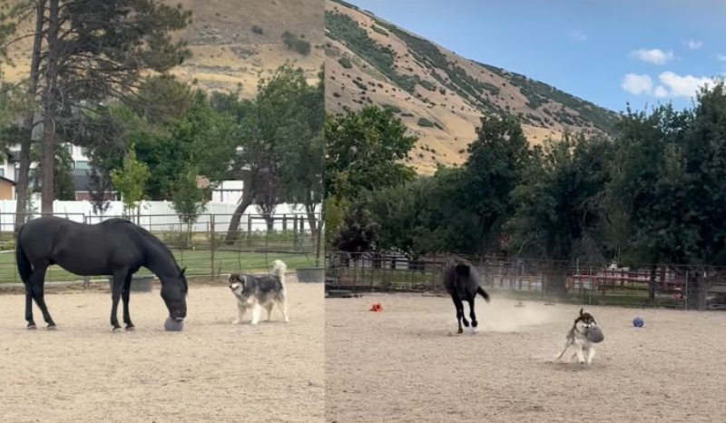 Cavalo e cachorro criam laço especial em fazenda nos EUA