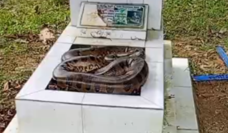 Cobra é encontrada em túmulo no Cemitério Tarumã, em Manaus