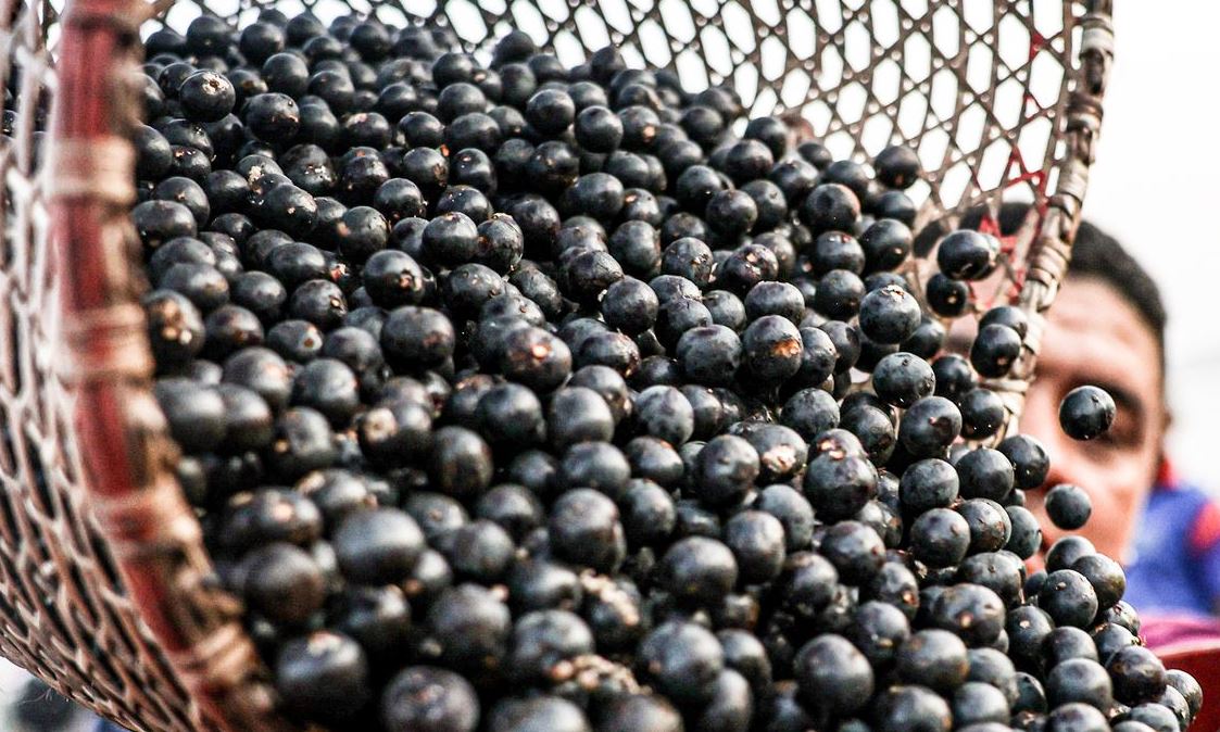 China abre portas para polpas e frutas congeladas do Brasil