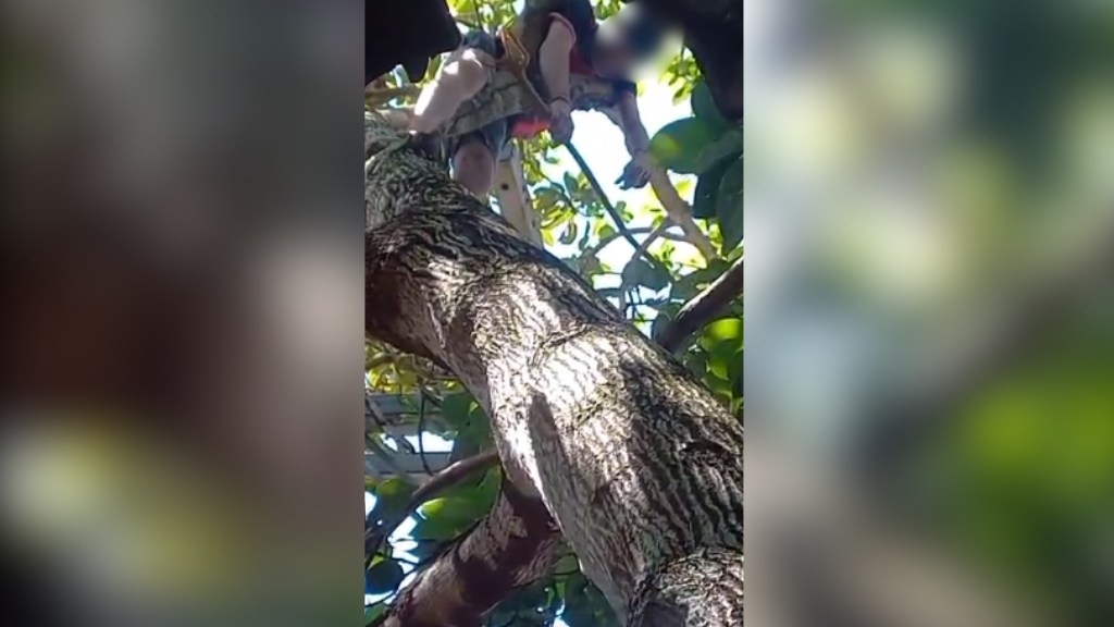 Homem morre eletrocutado enquanto colhia abacates em Manaus