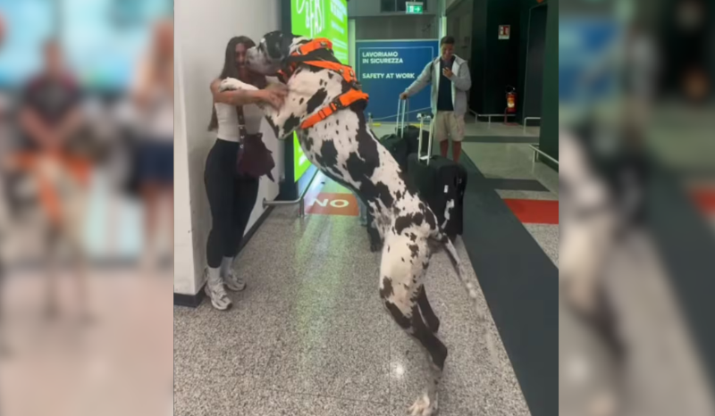 Dogue alemão surpreende ao reencontrar tutora; confira o vídeo emocionante