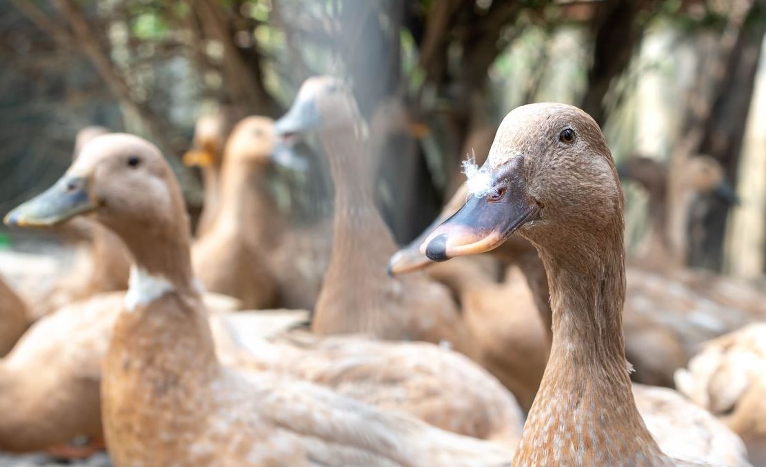 Nova lei proíbe produção e venda de fois gras no Brasil