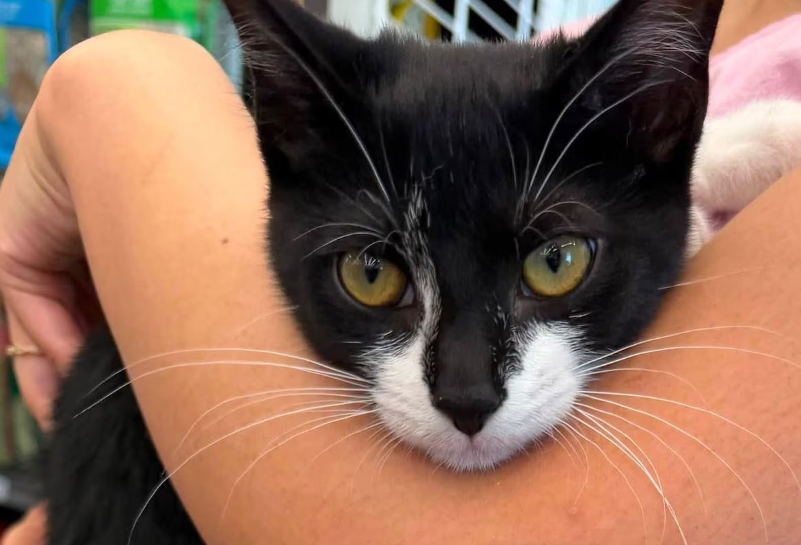 Homem é preso após tentar assaltar banco com gato roubado nos EUA