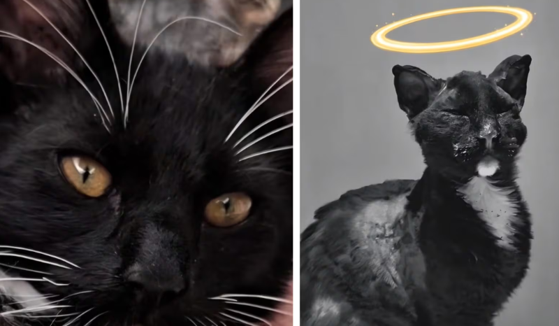 Protesto em Petrópolis pede justiça pela morte do gato Loki