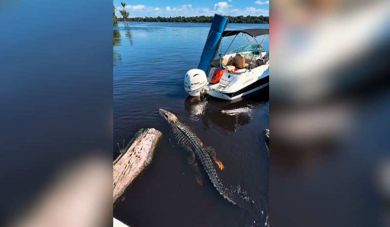 Jacaré surpreende turistas durante passeio de barco em Presidente Figueiredo