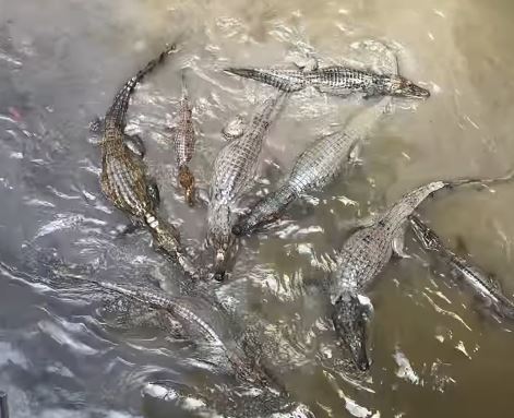 Jacarés se reúnem em Manaus: vídeo impressiona internautas