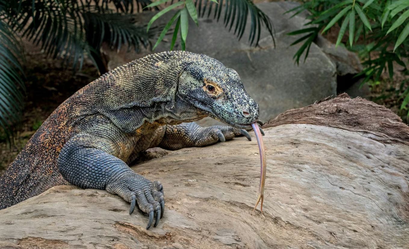 Dragões-de-komodo podem ter ajudado 'hobbits' a sobreviver na Indonésia