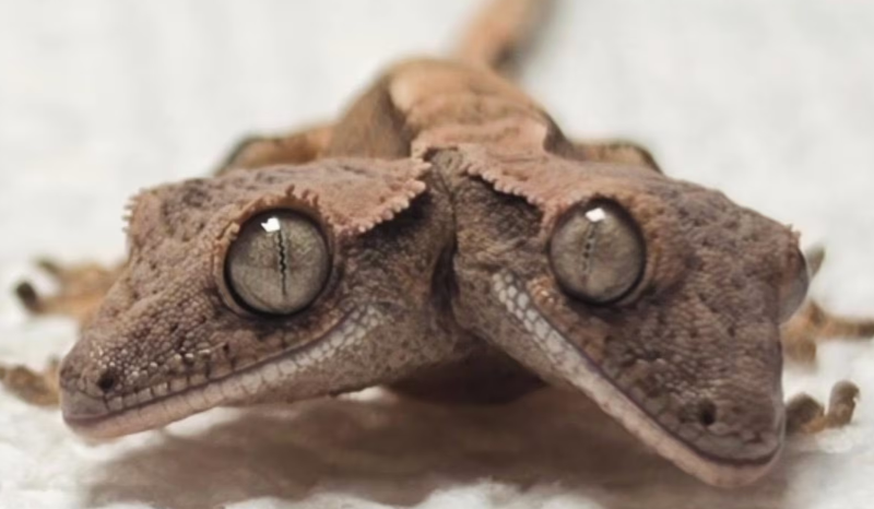 Lagartixa de duas cabeças surpreende com crescimento saudável nos EUA