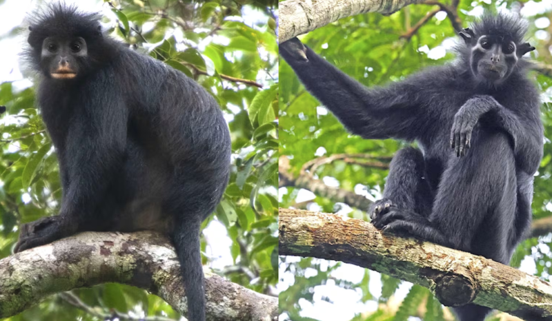 Nova espécie de macaco é descoberta na República Democrática do Congo