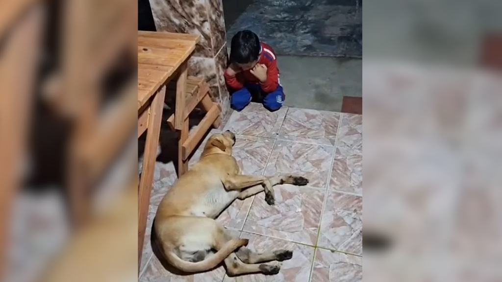 Menino de 8 anos se emociona ao lutar pela vida do cachorro Scooby