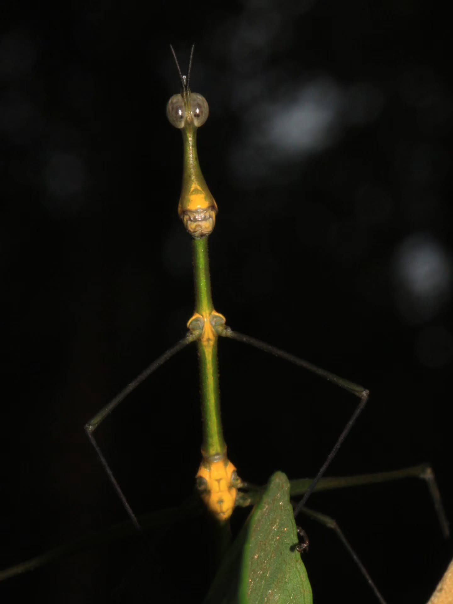 Novas Espécies de Gafanhotos na Amazônia Recebem Nomes de Toadas do Garantido