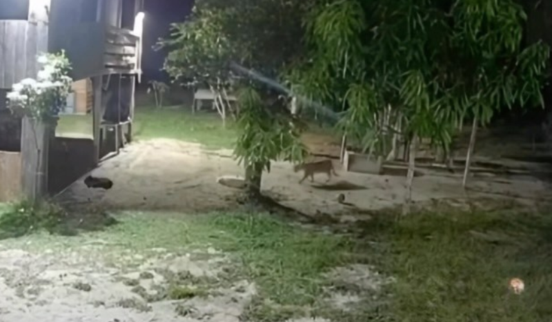 Vídeo mostra felino semelhante a onça tentando atacar cachorro em Rio Preto da Eva