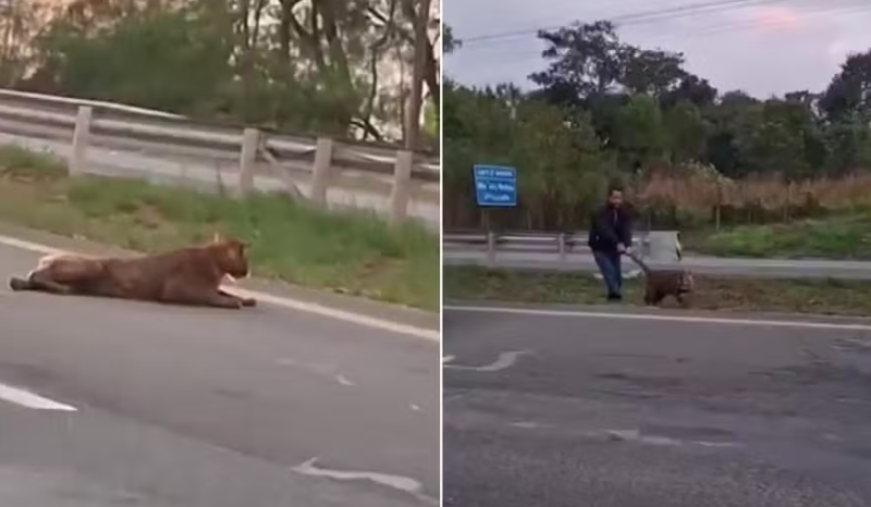 VÍDEO: homem puxa onça-parda pelo rabo após atropelamento em SP