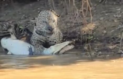 Ousado, a onça-pintada, impressiona com mergulho inusitado no Pantanal