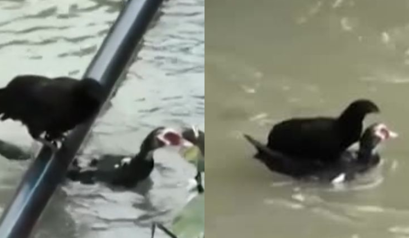Pato salva galinha presa e vídeo emociona internautas na China
