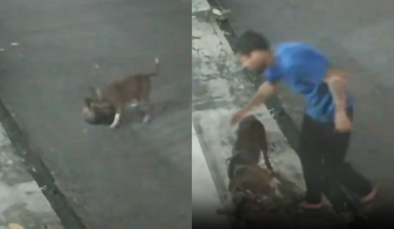 Vídeo choca Manaus: pitbull ataca e mata gato enquanto tutor assiste