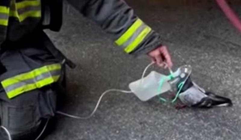 Bombeiros salvam pombo com oxigênio após incêndio em Oakland